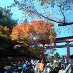 薬王院のもみじ