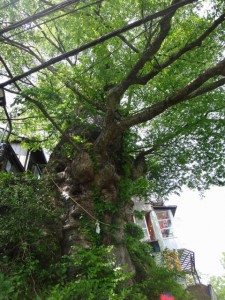 神代けやき