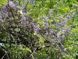 野生の藤